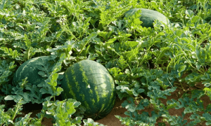 Watermelon