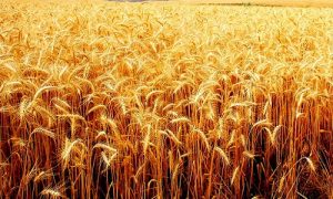Wheat