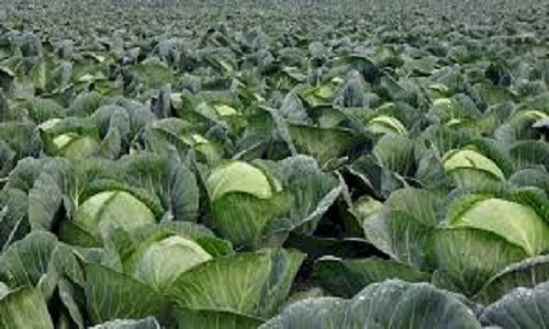 Fresh green cabbage