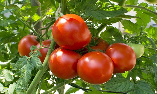 Tomatoes growing on the vine