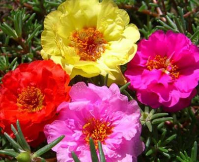 apan-kheti-bazar-portulaca-9-o-clock-any-color-plant1