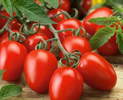 apan-kheti-bazar-tomato-pusa-ruby