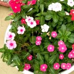 apma-kheti-bazar-forever-vincas4