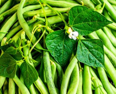 apma-kheti-bazar-set-of-10-best-beans-vegetable-seeds