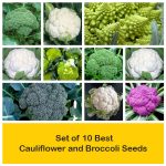apma-kheti-bazar-set-of-10-best-cauliflower-and-broccoli-seeds-plants-in-india48