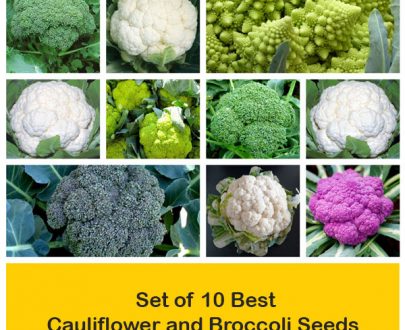 apma-kheti-bazar-set-of-10-best-cauliflower-and-broccoli-seeds-plants-in-india48