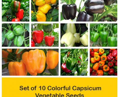 apma-kheti-bazar-set-of-10-tangy-tomato-vegetable-seeds