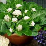 apma-kheti-bazar-set-of-10-easy-and-nutritious-microgreen-seeds