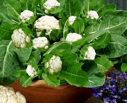 apma-kheti-bazar-set-of-10-easy-and-nutritious-microgreen-seeds