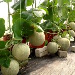 apma-kheti-bazar-set-of-10-fruit-seeds