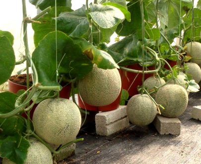 apma-kheti-bazar-set-of-10-fruit-seeds