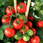 apma-kheti-bazar-set-of-10-tangy-tomato-vegetable-seeds