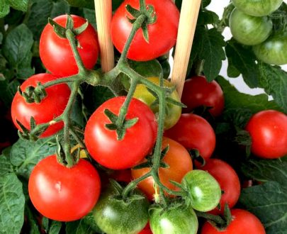apma-kheti-bazar-set-of-10-tangy-tomato-vegetable-seeds