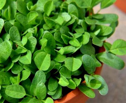 apma-kheti-bazar-set-of-12-green-vegetable-seeds-used-in-indian-cuisine