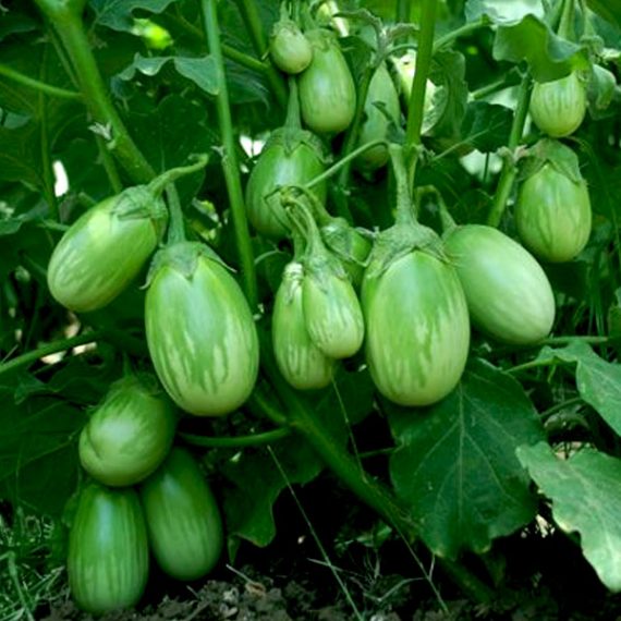apma-kheti-bazar-set-of-12-vegetable-seeds-to-sow-in-december-january-in-north-india1