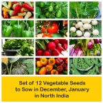 apma-kheti-bazar-set-of-12-vegetable-seeds-to-sow-in-december-january-in-north-india1