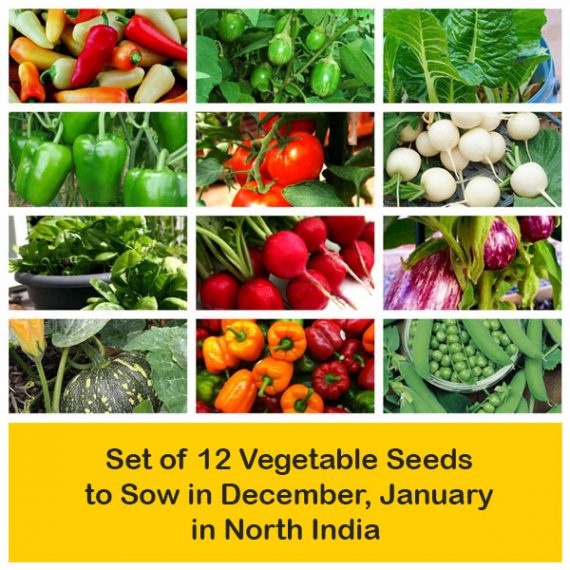apma-kheti-bazar-set-of-12-vegetable-seeds-to-sow-in-december-january-in-north-india1