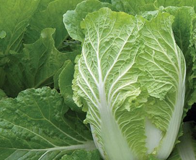 apma-kheti-bazar-set-of-16-vegetable-seeds-to-sow-in-august-september-in-north-india-plants-in-india