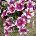 apma-kheti-bazar-set-of-7-best-petunia-flower-seeds