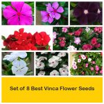apma-kheti-bazar-forever-vincas4