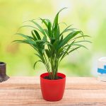 apna-kheti-bazar-areca-palm-small-plant-12