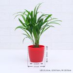 apna-kheti-bazar-areca-palm-small-plant-12