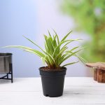 apna-kheti-bazar-chlorophytum-spider-plant-dark-green-1082-3
