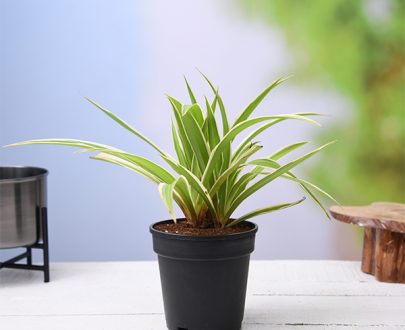 apna-kheti-bazar-chlorophytum-spider-plant-dark-green-1082-3
