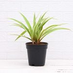 apna-kheti-bazar-chlorophytum-spider-plant-dark-green-1082-3