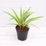 apna-kheti-bazar-chlorophytum-spider-plant-dark-green-1082-3