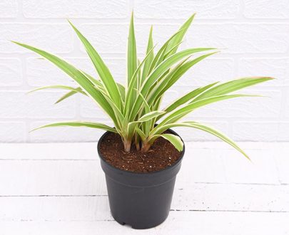 apna-kheti-bazar-chlorophytum-spider-plant-dark-green-1082-3