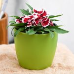 apna-kheti-bazar-dianthus-pink-white-plant-17