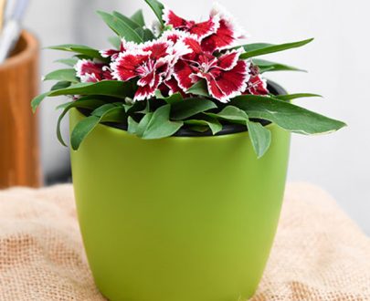 apna-kheti-bazar-dianthus-pink-white-plant-17