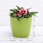 apna-kheti-bazar-dianthus-pink-white-plant-17