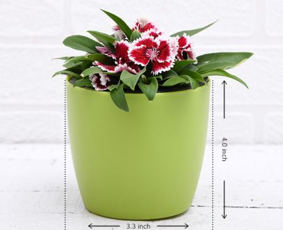 apna-kheti-bazar-dianthus-pink-white-plant-17