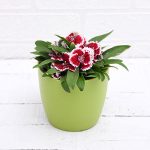 apna-kheti-bazar-dianthus-pink-white-plant-17