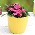 apna-kheti-bazar-dianthus-rani-24