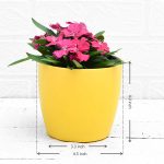 apna-kheti-bazar-dianthus-rani-24