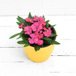 apna-kheti-bazar-dianthus-rani-24