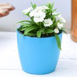 apna-kheti-bazar-dianthus-white