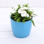 apna-kheti-bazar-dianthus-white