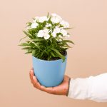 apna-kheti-bazar-dianthus-white-