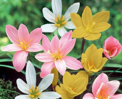 apna-kheti-bazar-zephyranthes-grandiflora-rain-lily-any-color